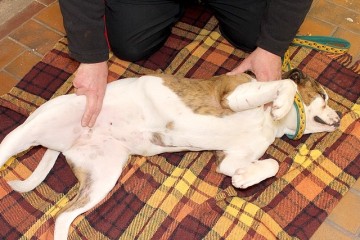 Hundeschule Ralf Heieck