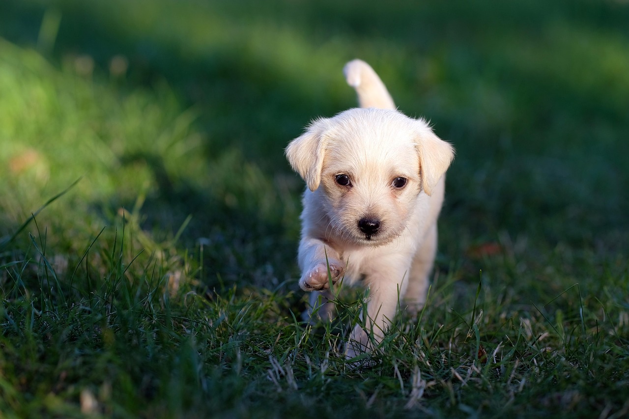 Hundeschule Ralf Heieck