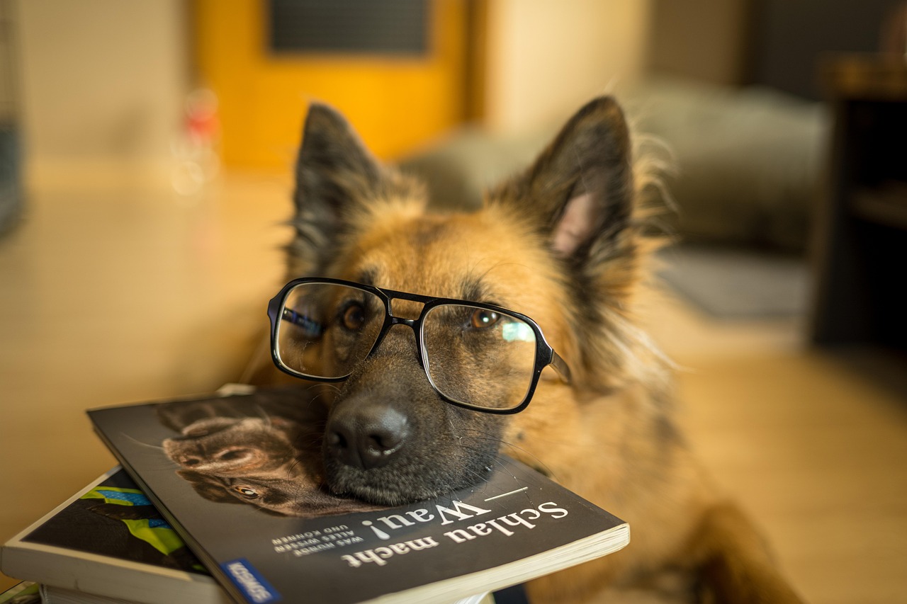 Hundeschule Ralf Heieck