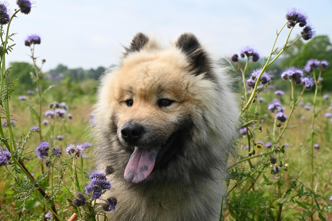 Hundeschule Ralf Heieck